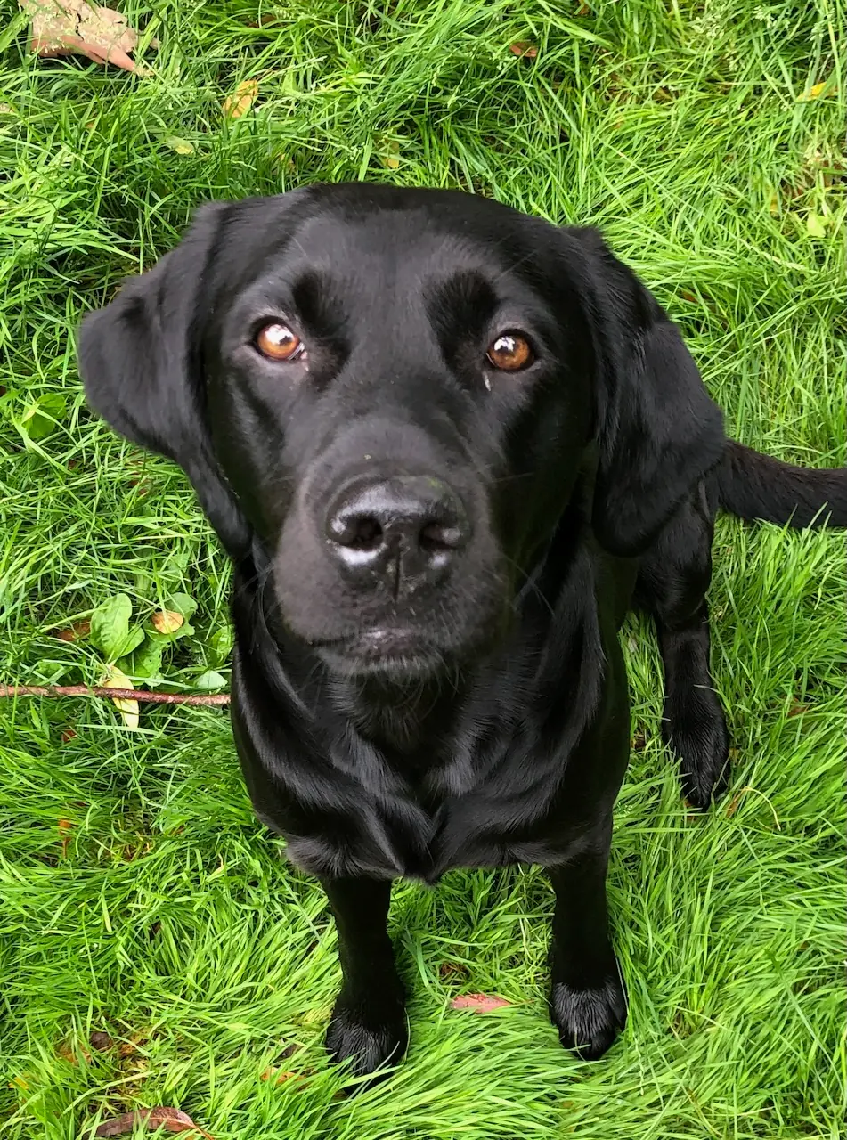 Poppy, the Dogs of Essex chief walk tester
