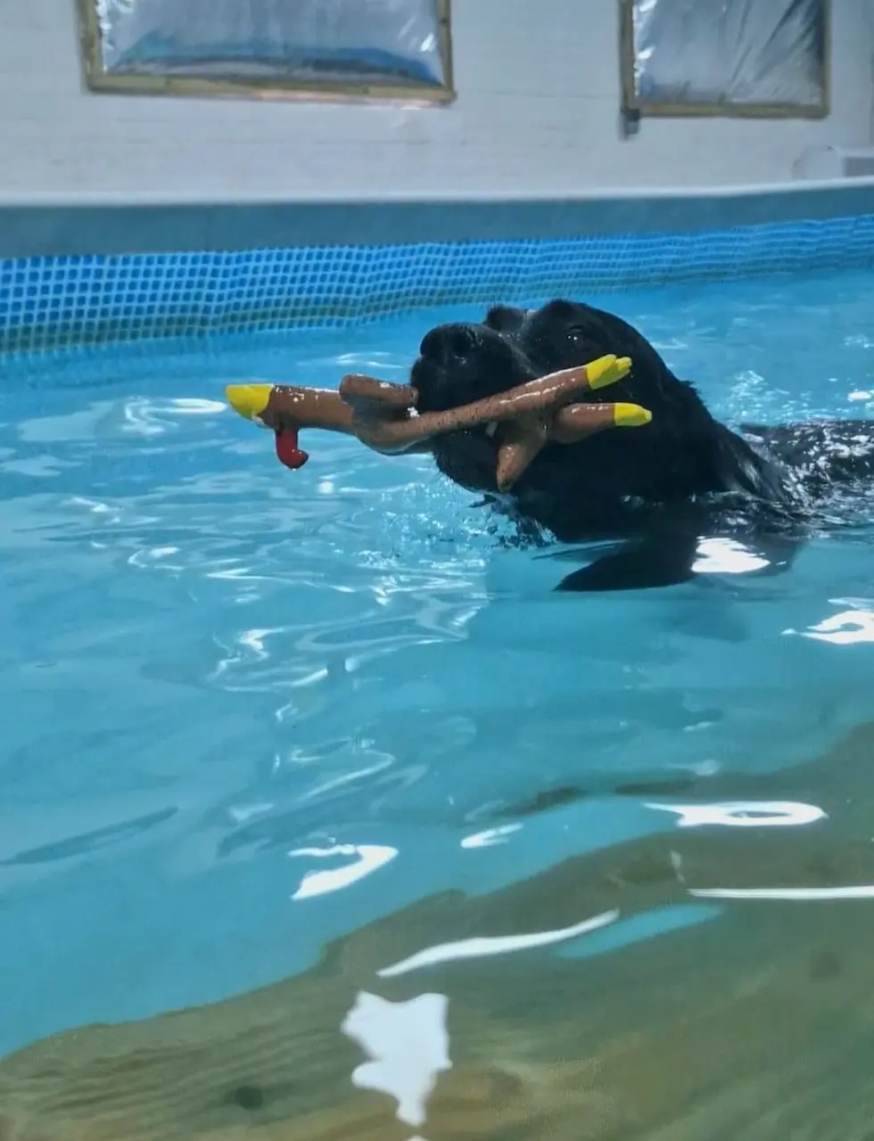 Things to do with your dog in Essex