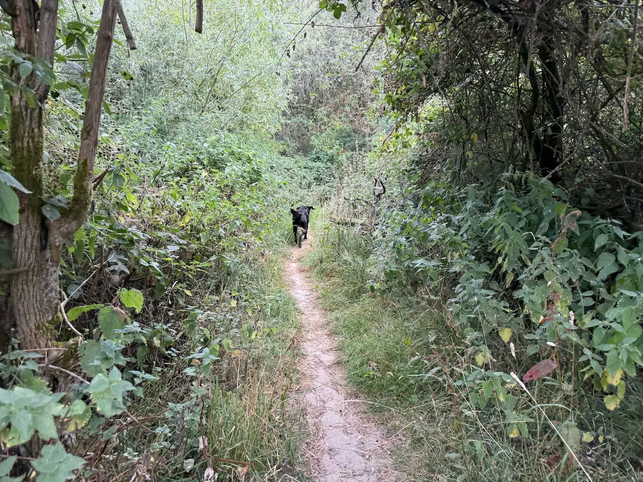 A narrow, leafy path winding between the lakes