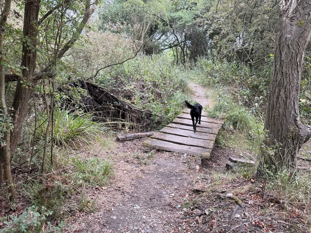 Crossing one of the little wooden plank bridges