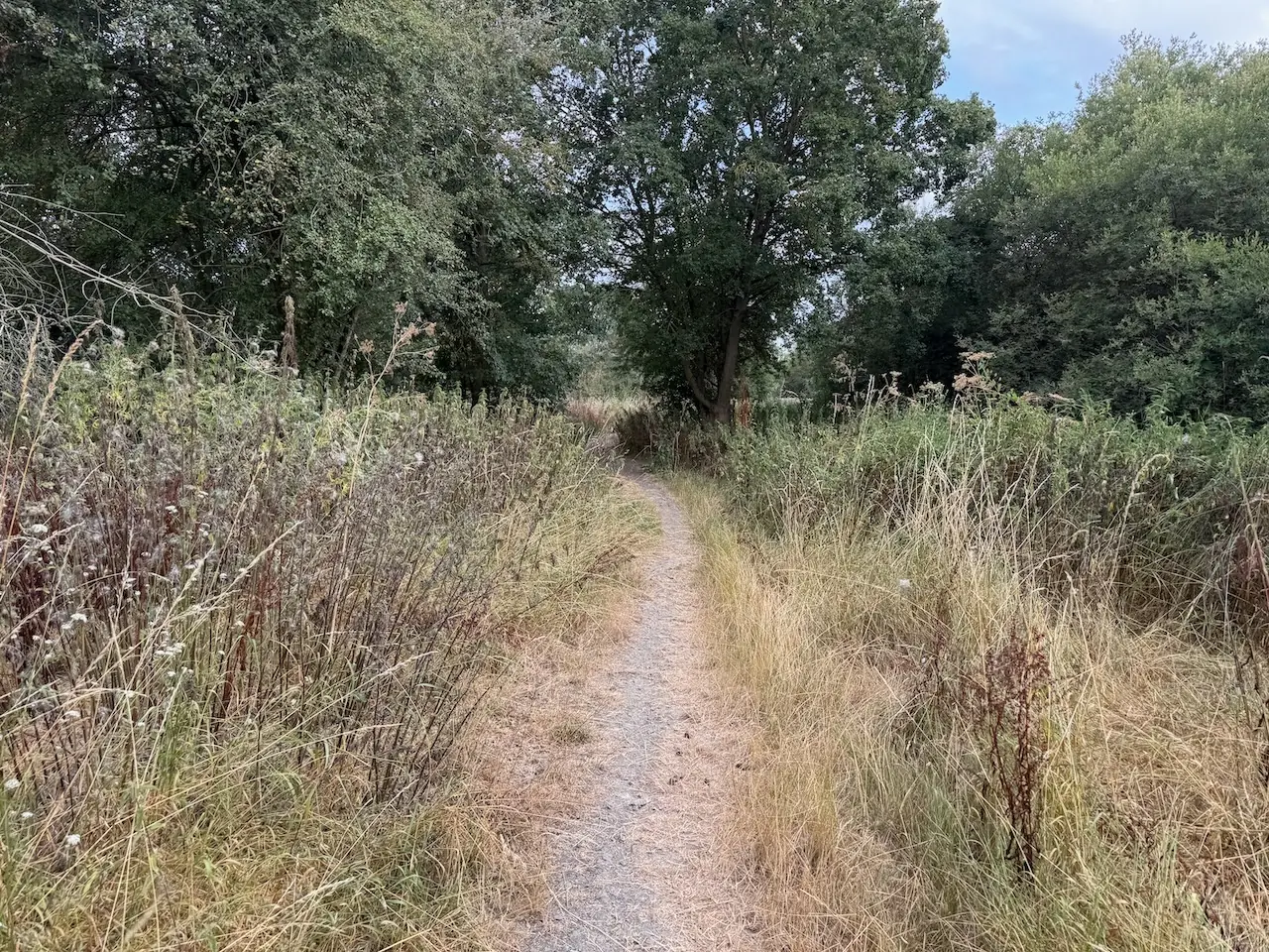 The trail threads through tall summer grasses