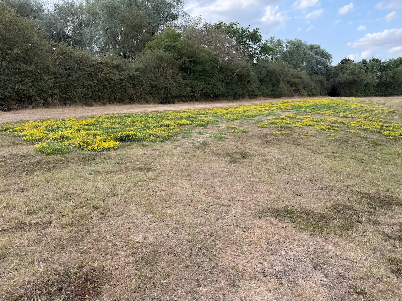Summer wildflowers dotting the open meadow