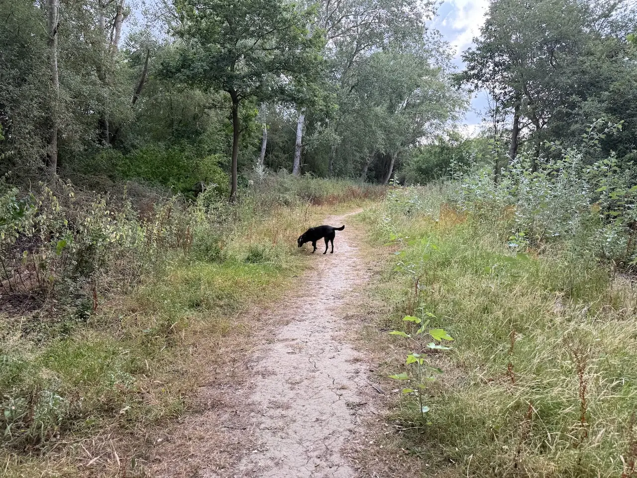 Wide, easy paths through open woodland and scrub