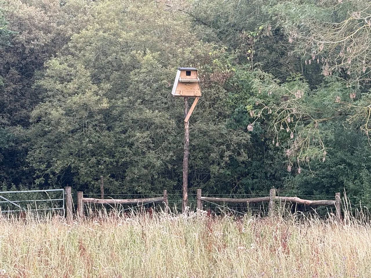 A barn owl box overlooking the rough grassland