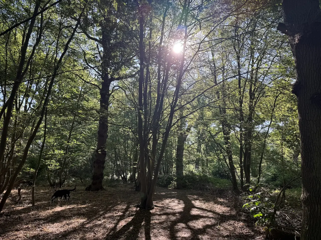 Crowsheath Wood Nature Reserve