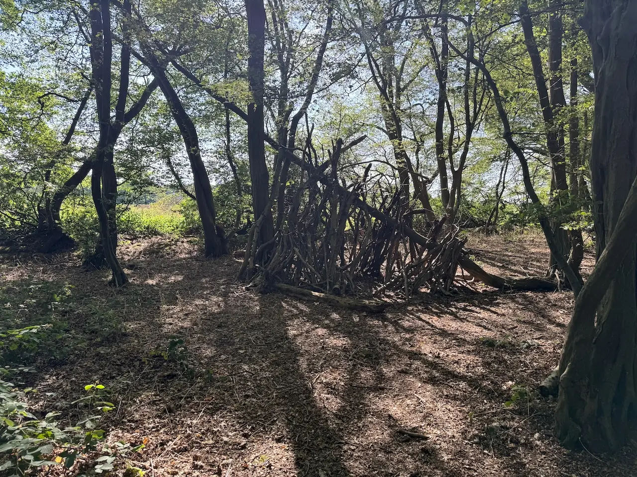A den built in a woodland clearing.
