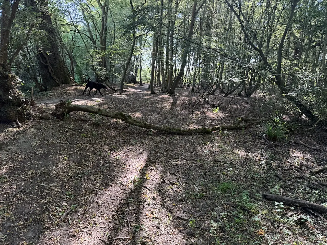 A fallen tree across the woodland path.