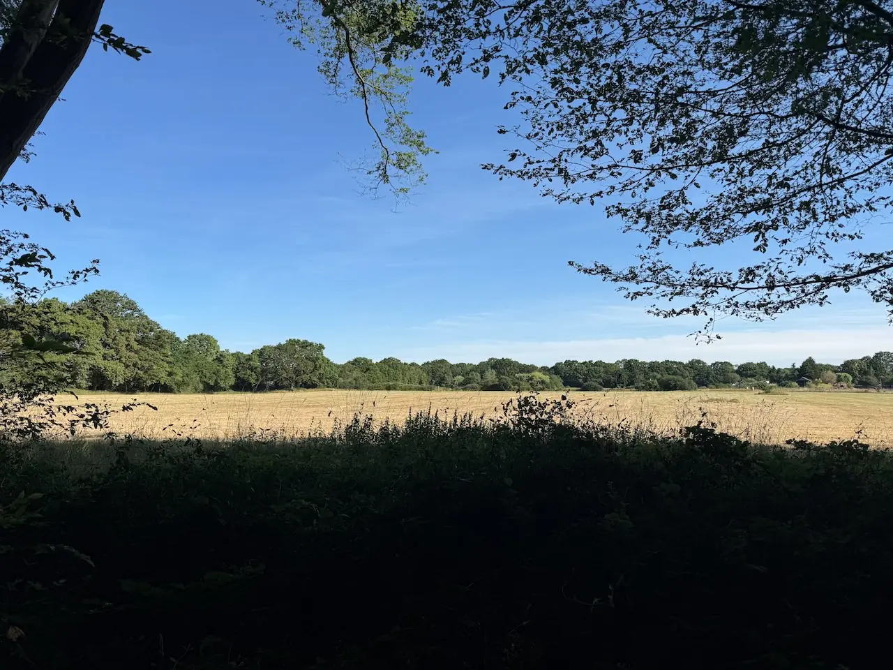 The farmland field bordering the wood.