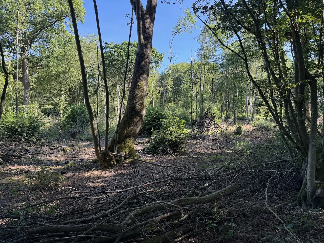Open, sunlit coppiced woodland.