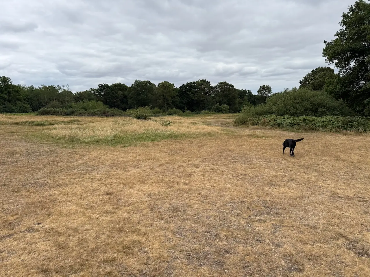 Danbury Common