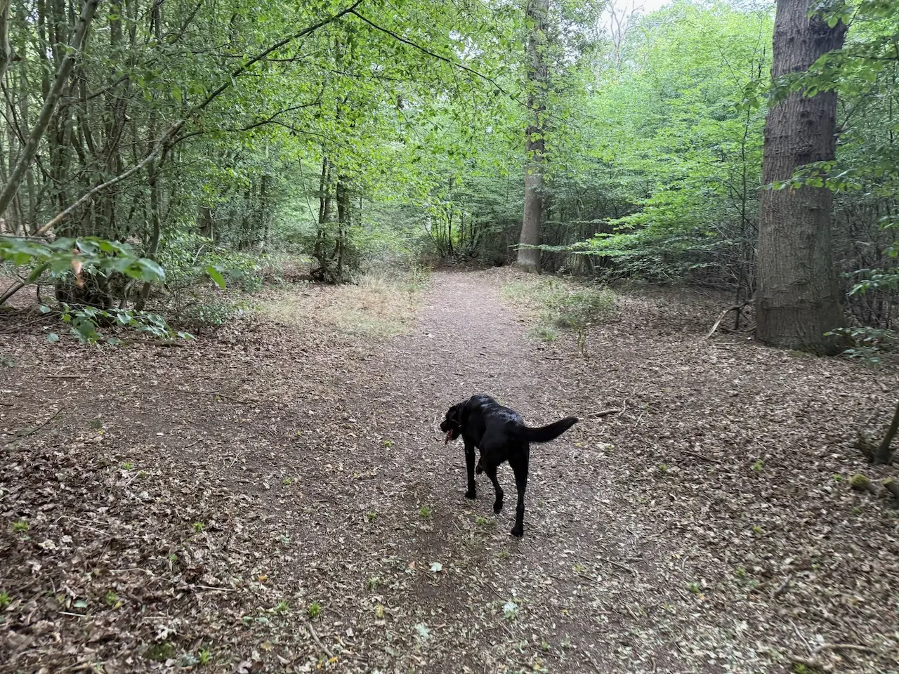 Poppy on the woodland path