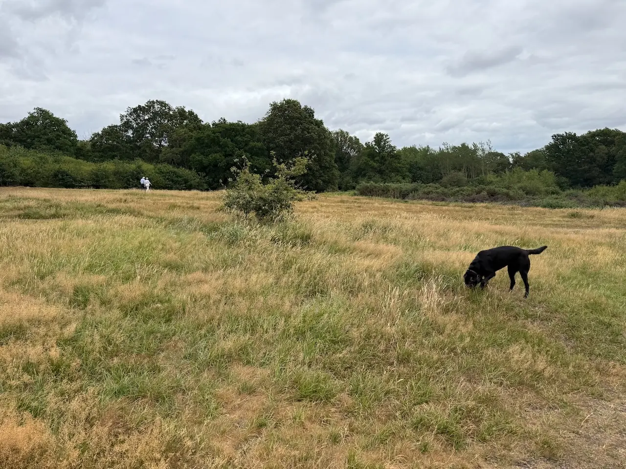 Nose down through the heathland grasses