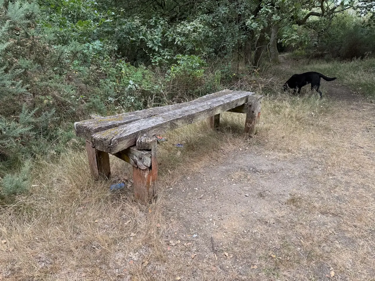 A weathered bench on the common's edge