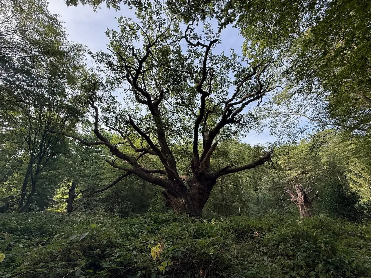 Danbury Country Park