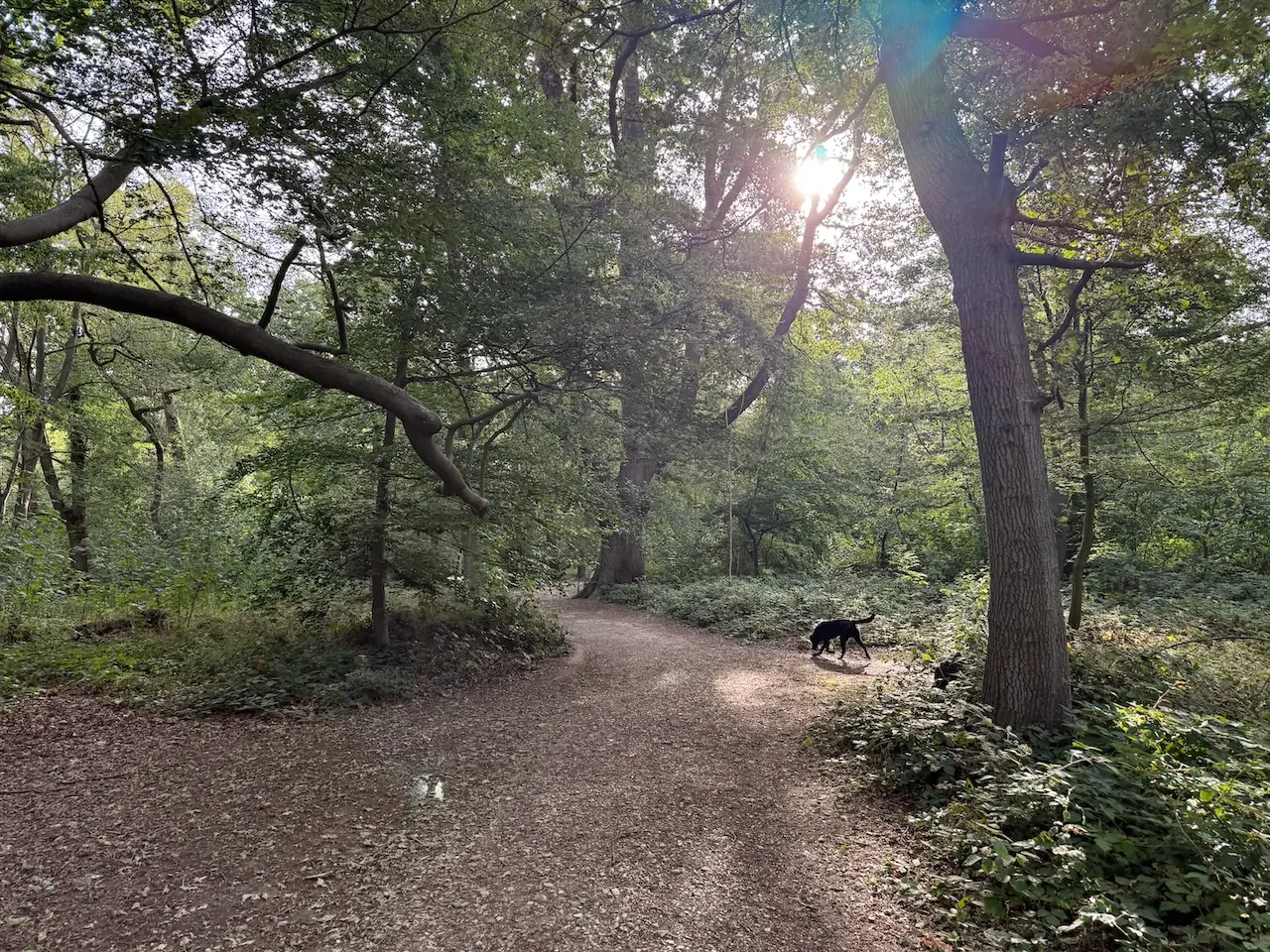 Sunlight filtering onto a woodland path.