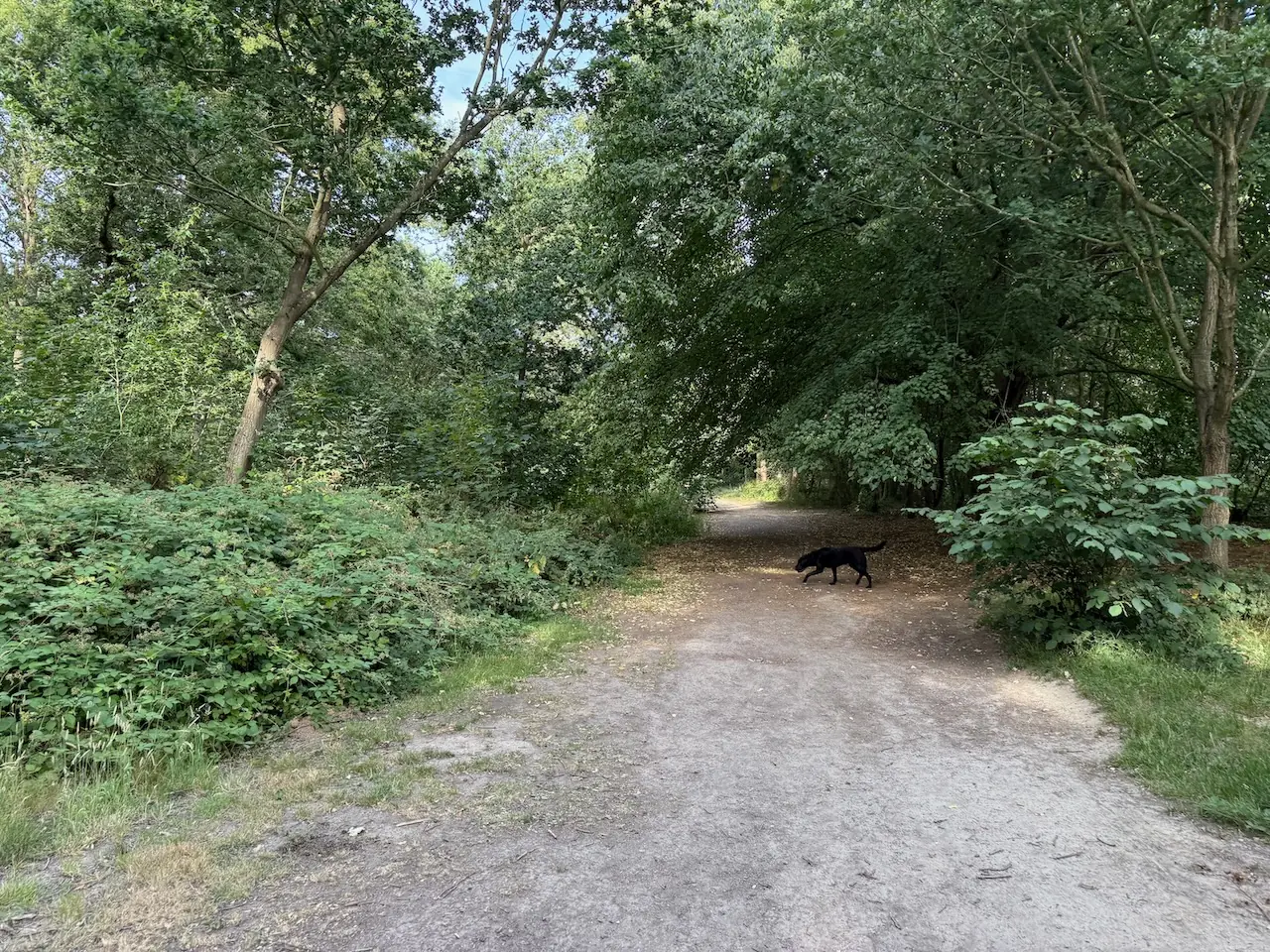 A wide, easy path through the trees.