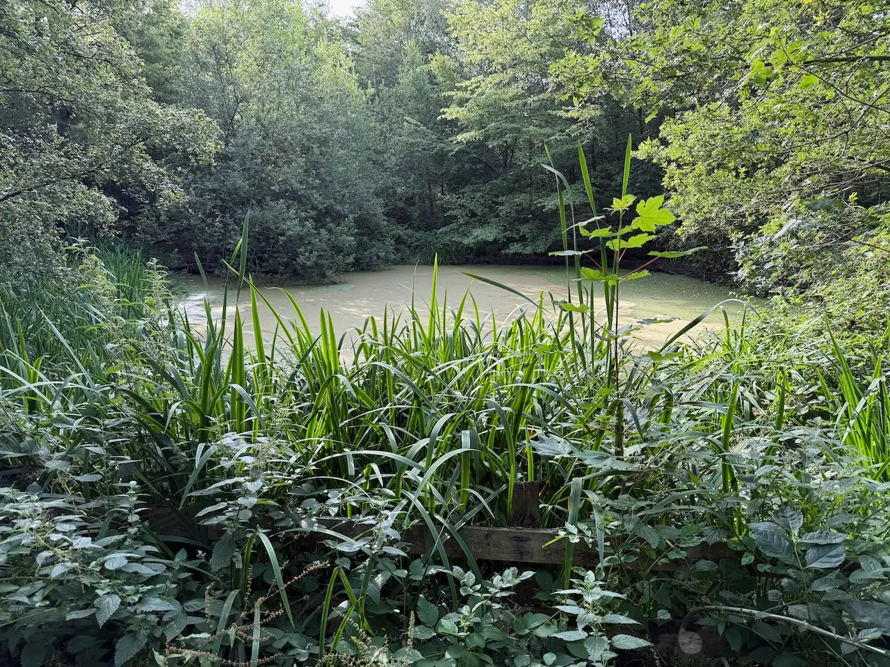 A reed-fringed pond, green with summer algae.