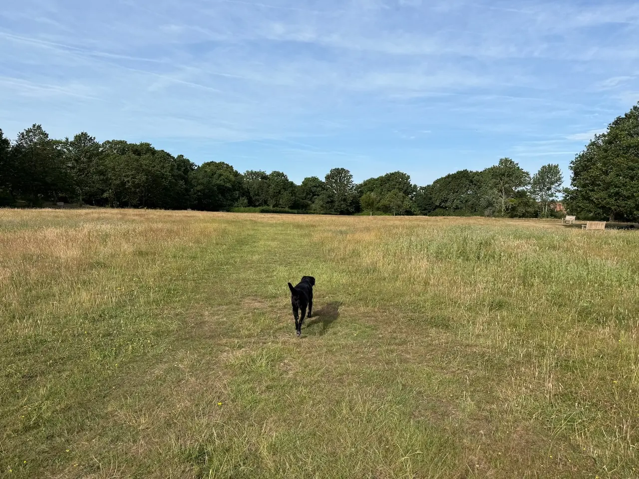 The open meadow, with benches around its edge.