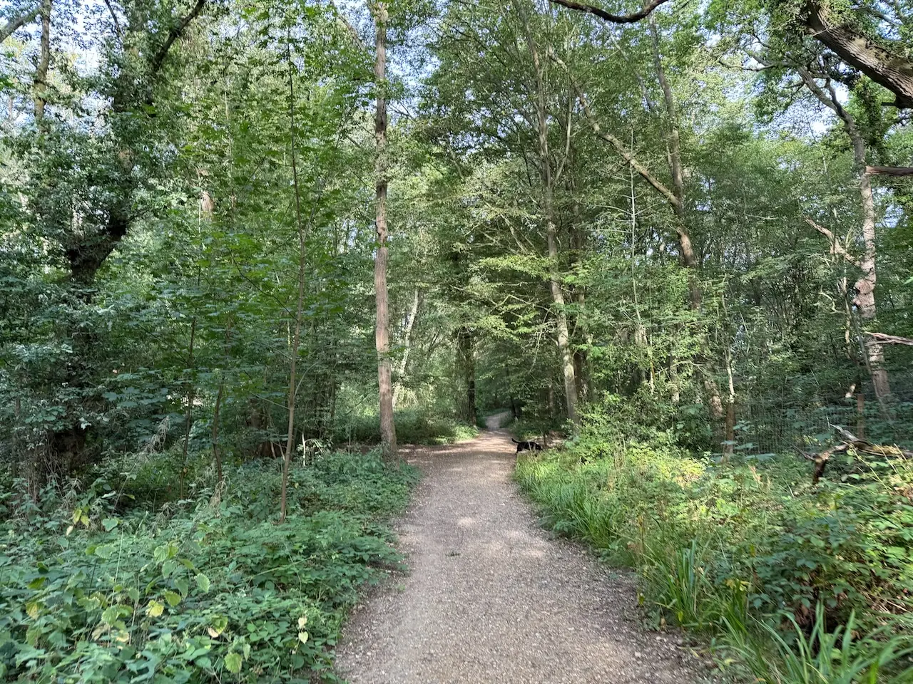 The path winding deeper into the woodland.