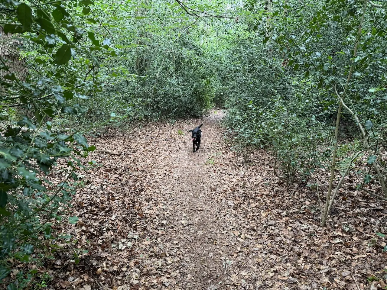 Danbury Ridge Nature Reserves
