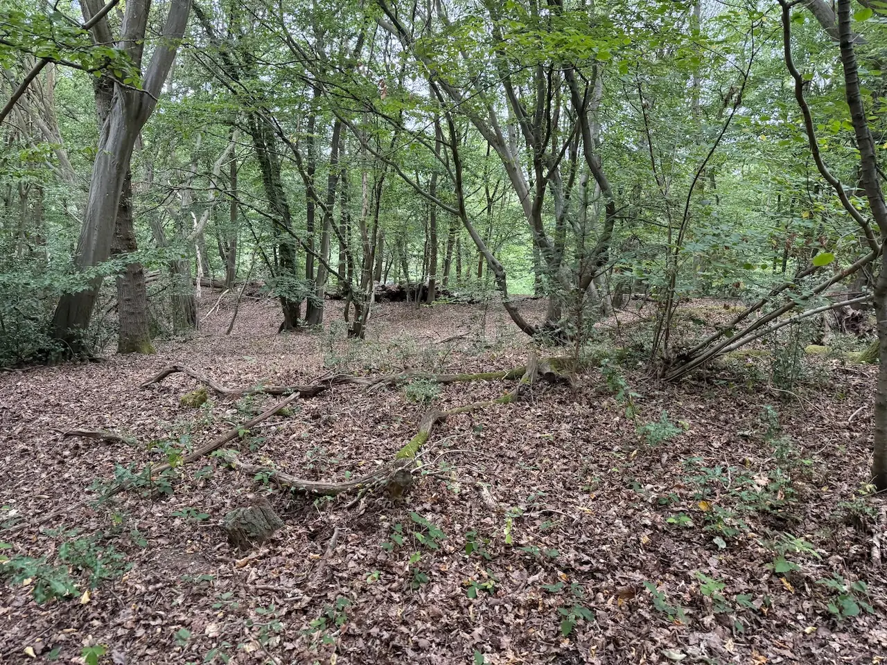 Quiet, open woodland