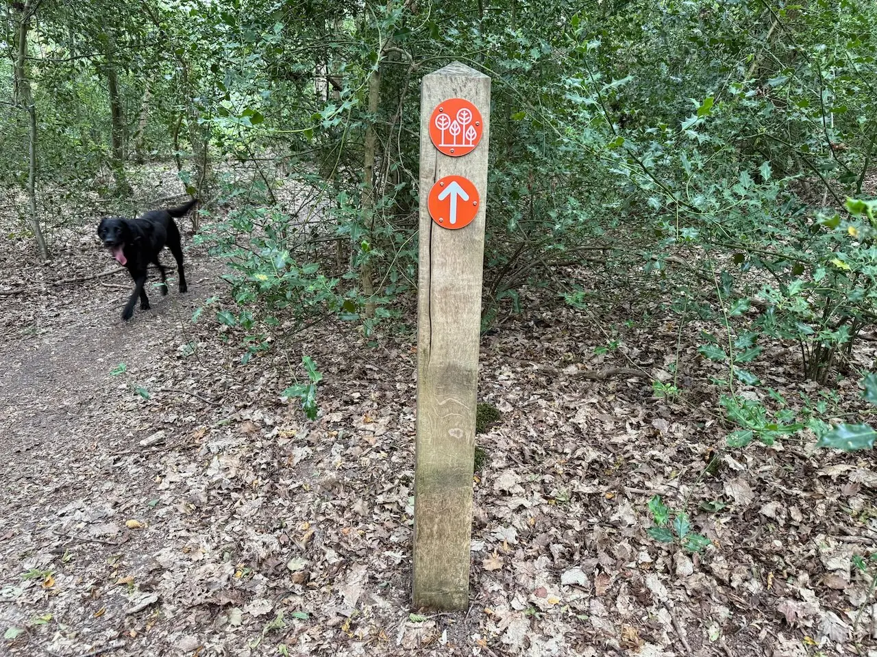 Following the orange waymarkers