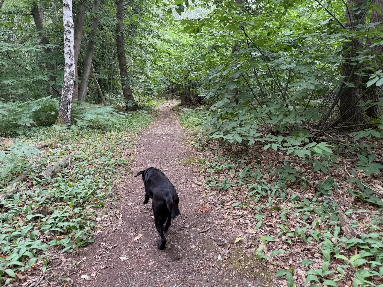On the trail through the trees