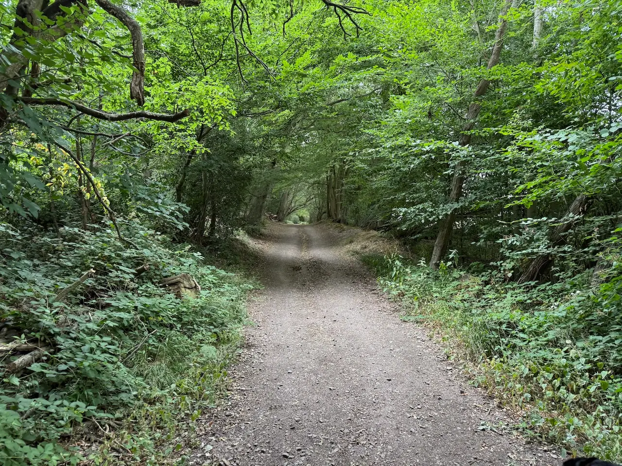 A wide, easy woodland track