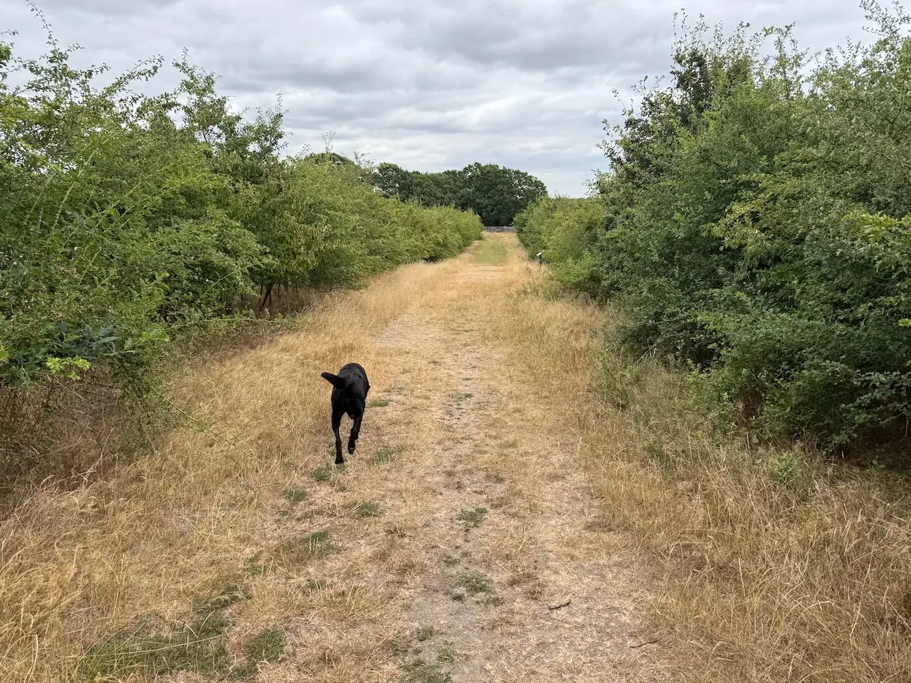 Out onto Little Baddow Heath