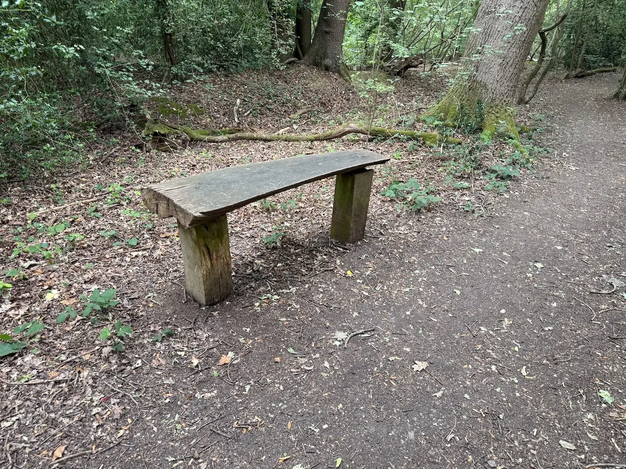A bench for a woodland breather