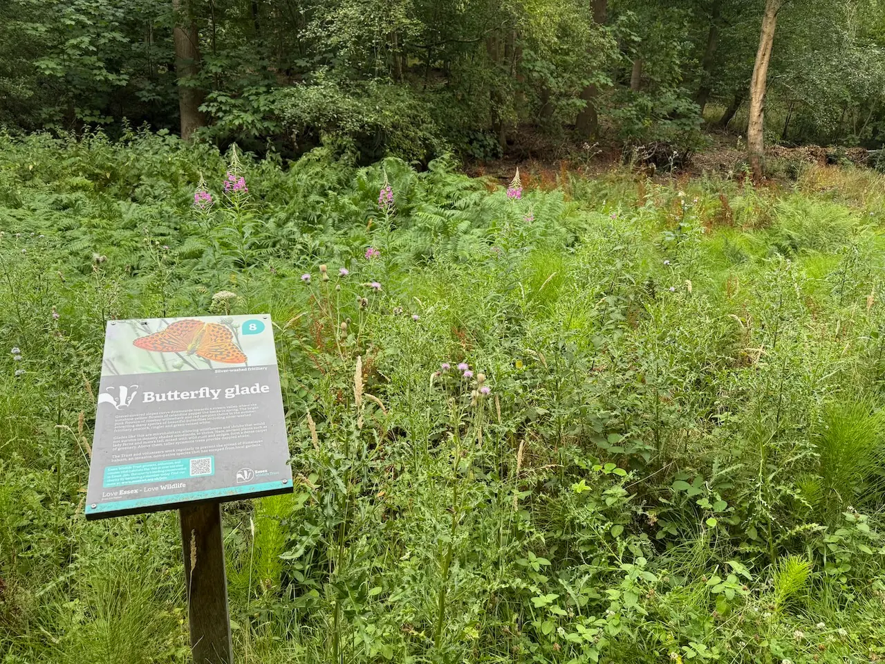 The butterfly glade in summer