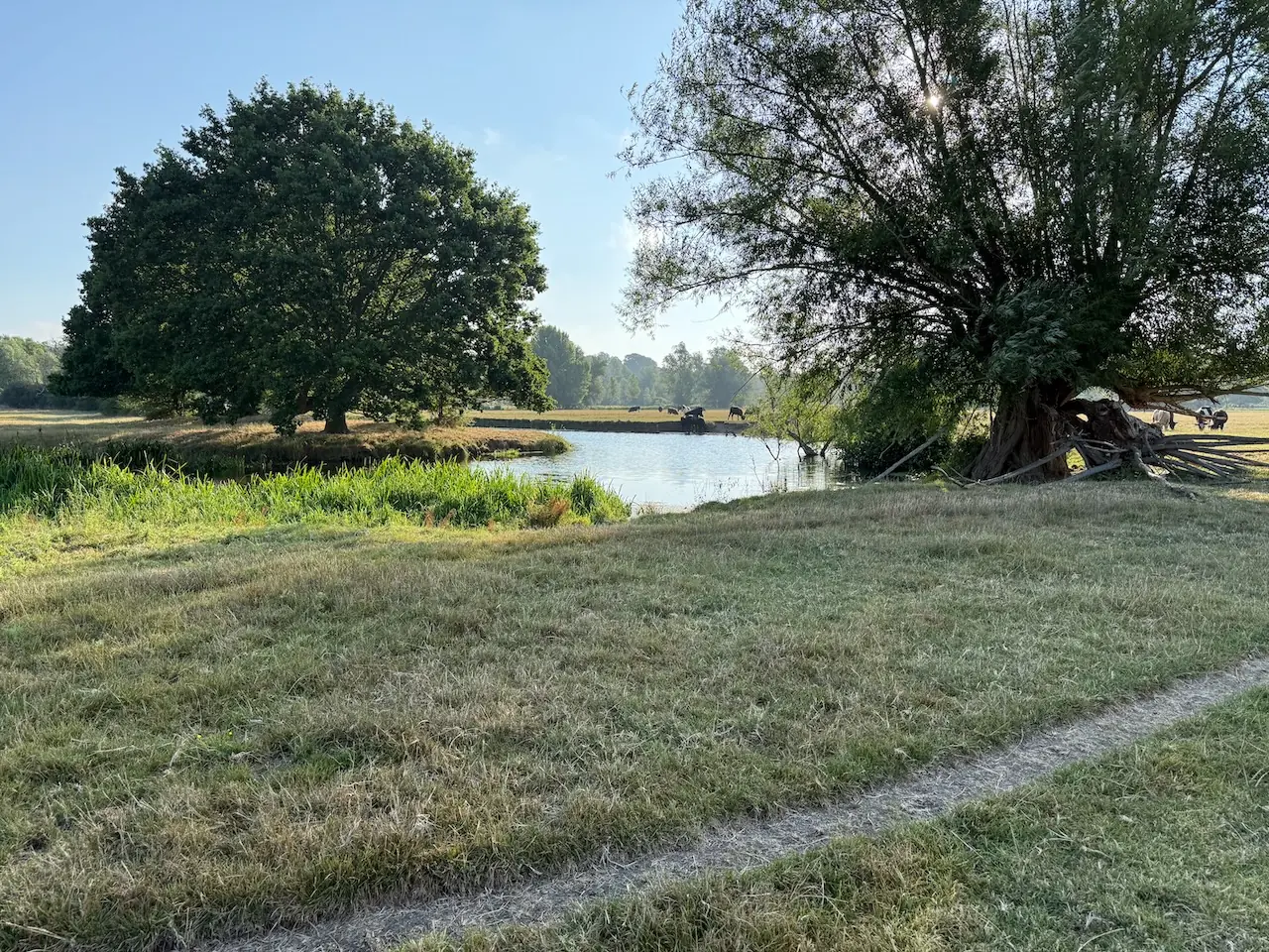 Cattle cooling off in the River Stour