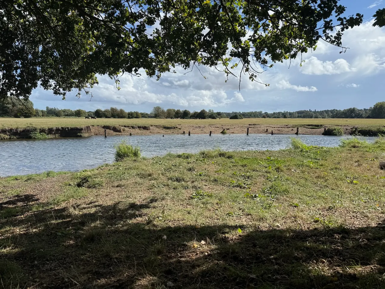 A river view framed by trees