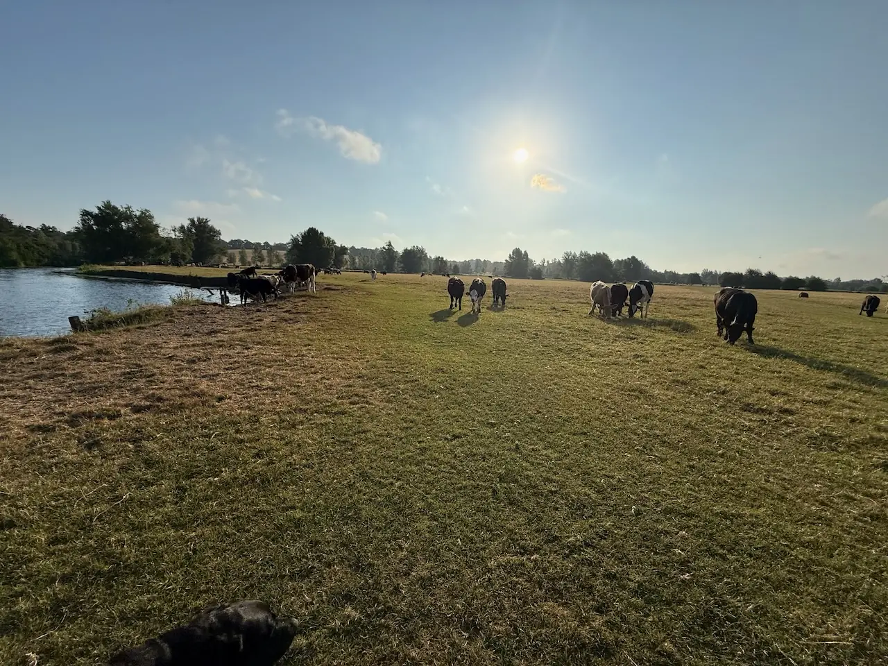 Cattle grazing in the water meadows