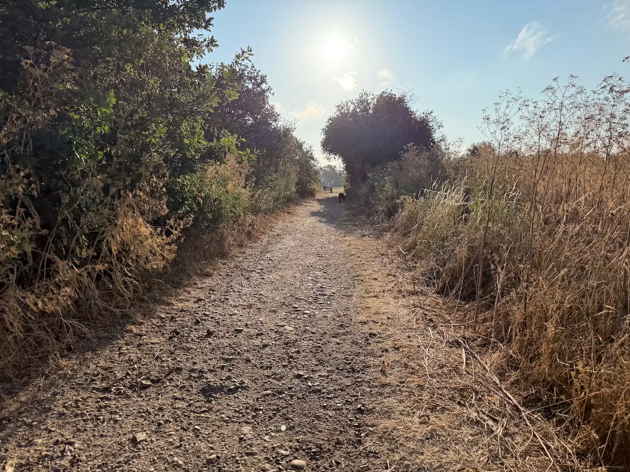 A firm, stony section of the path