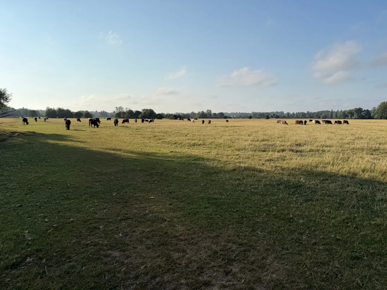 Cattle grazing in the distance