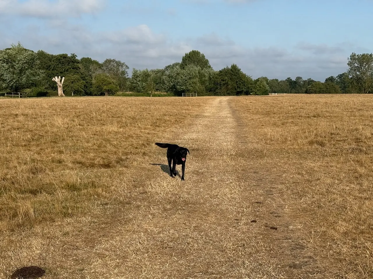 An open meadow with plenty of room to explore