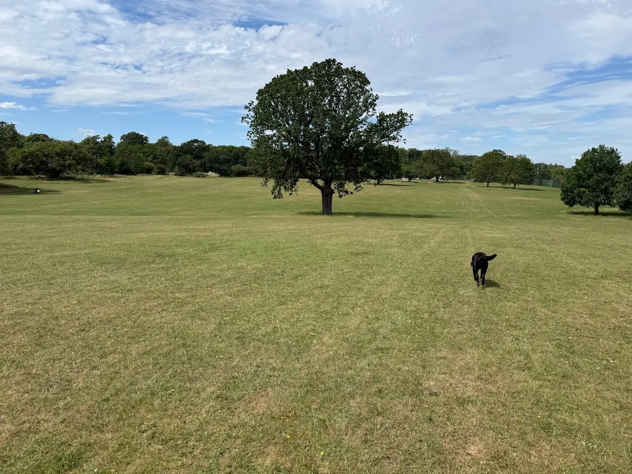 Open parkland