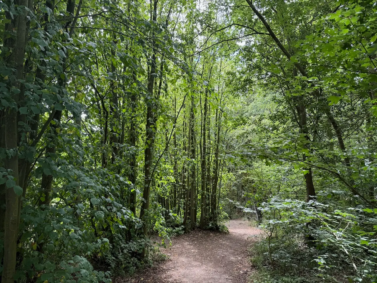 Tall woodland trees