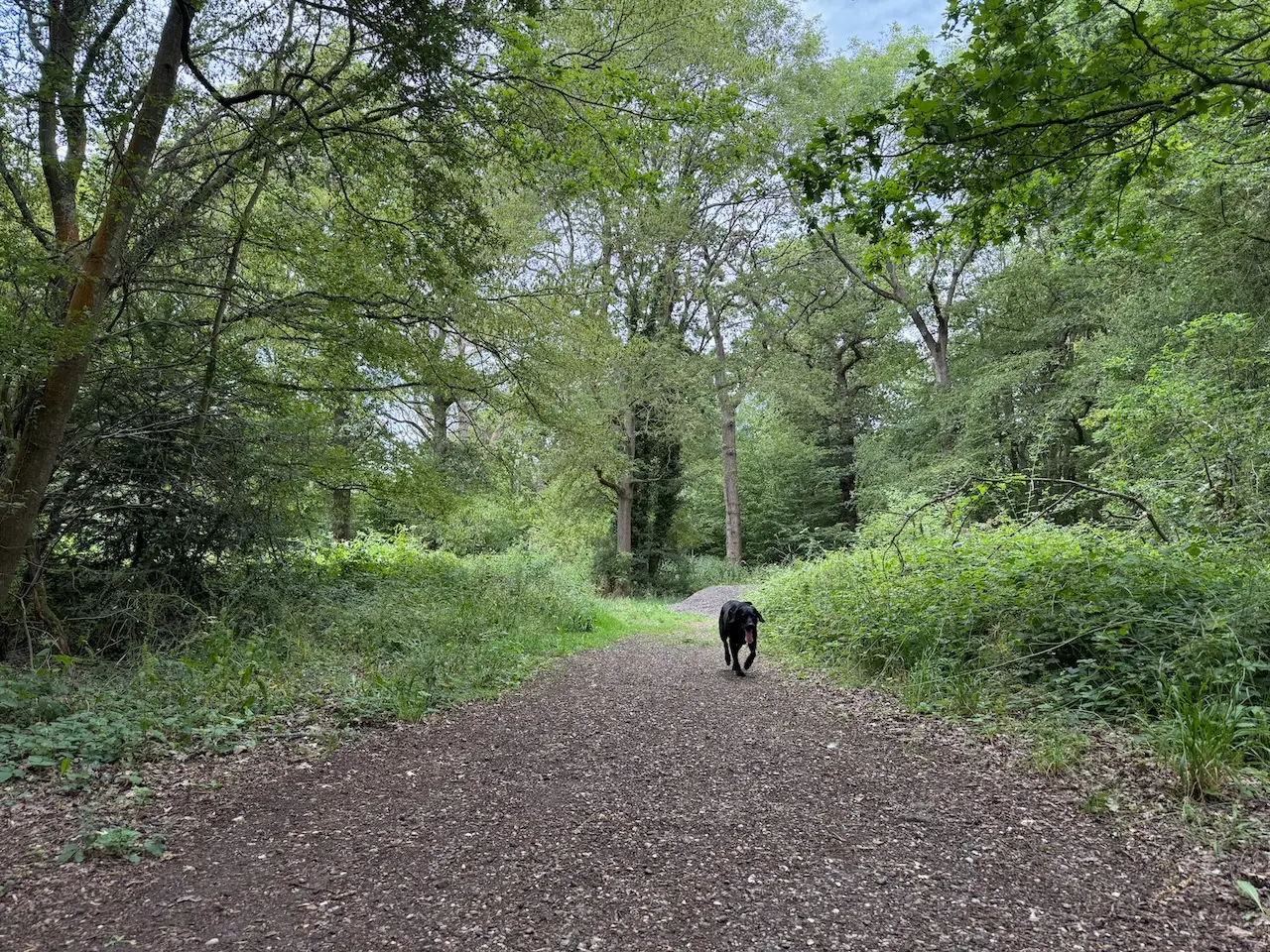 Poppy exploring the woodland