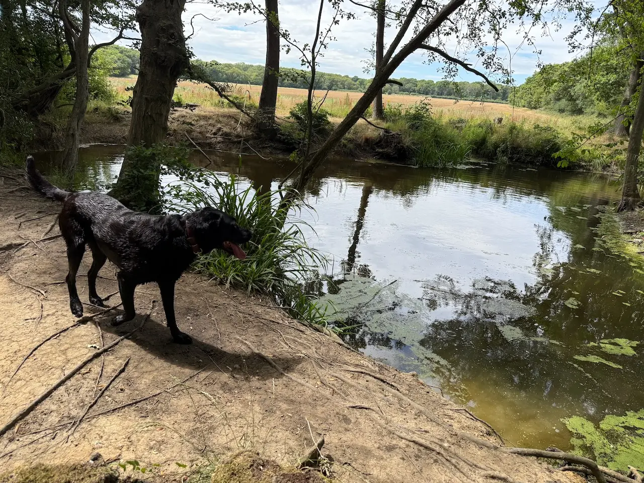 Poppy by the woodland pond