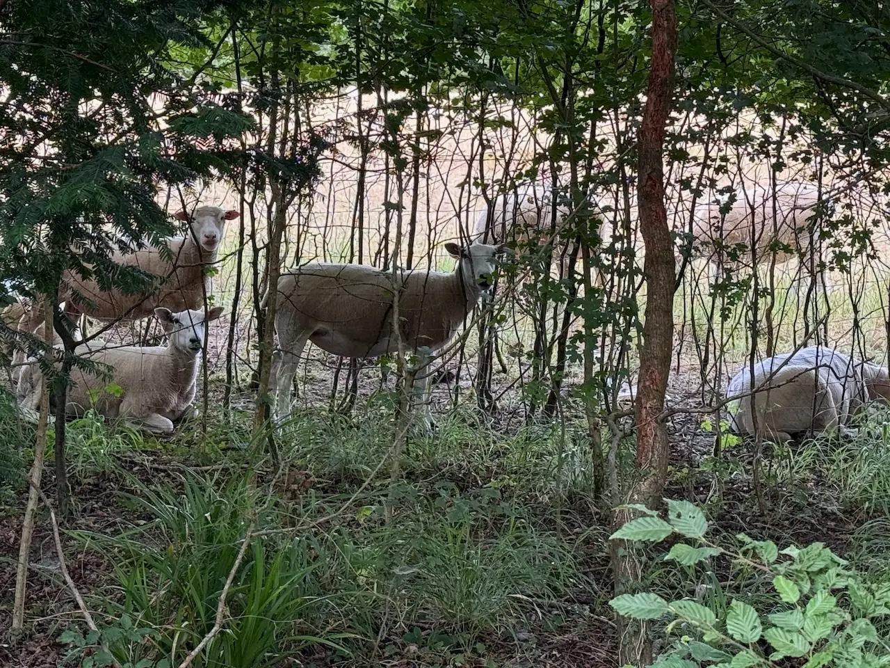 Sheep grazing beside the woodland