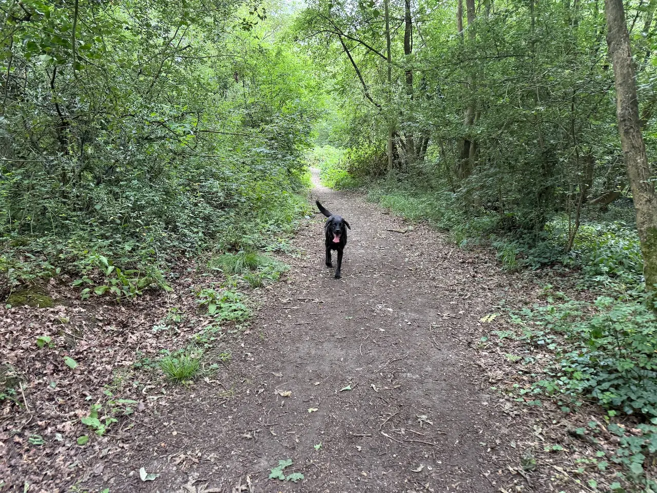 Woodland path