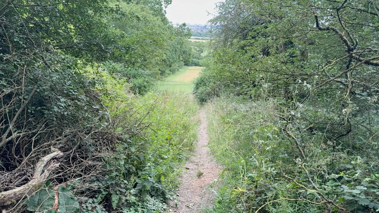 Path leading from woodland to grassland