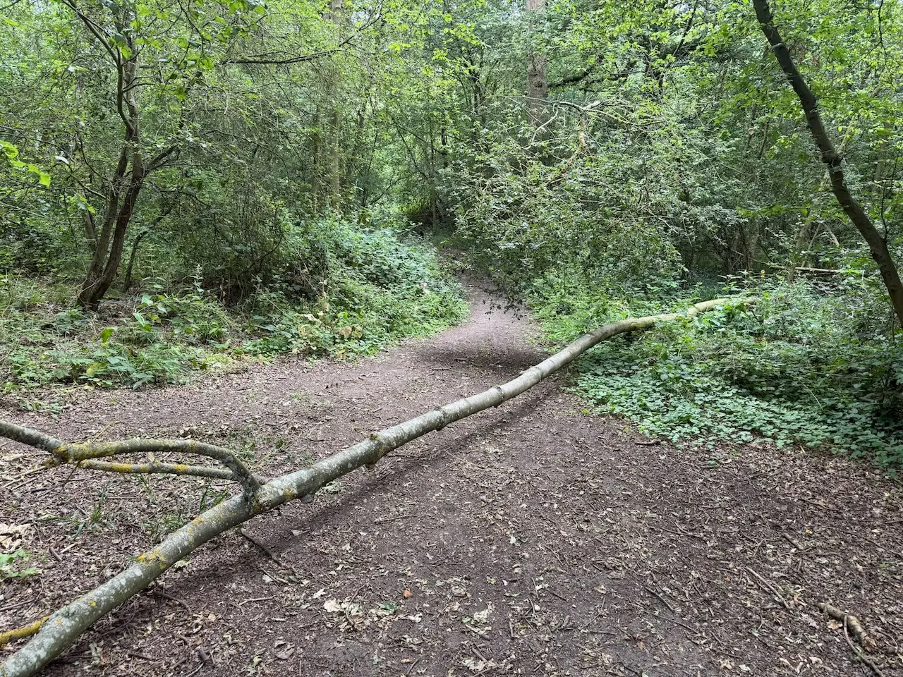 Fallen tree in the woodland