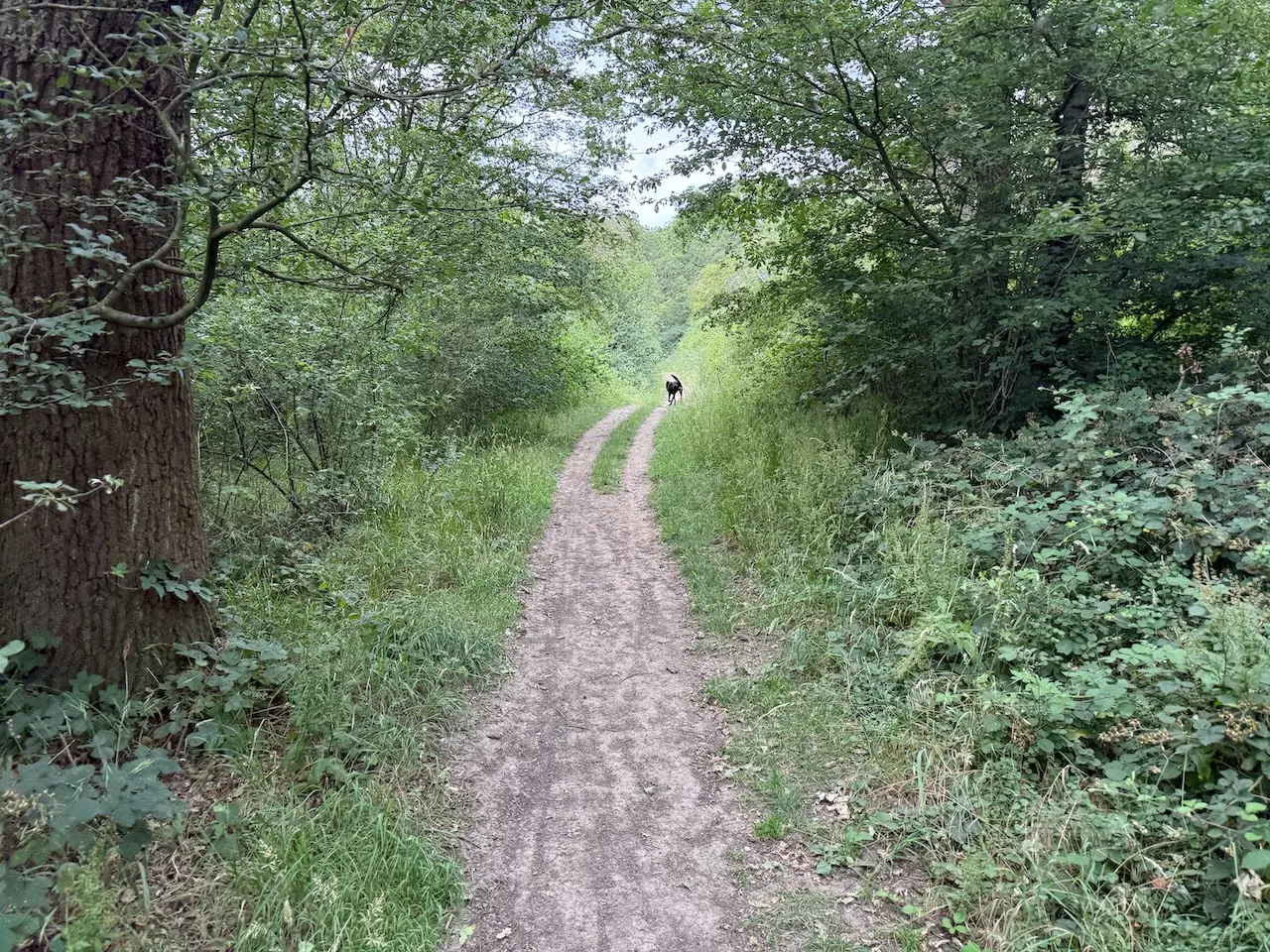 Walking through the woodland