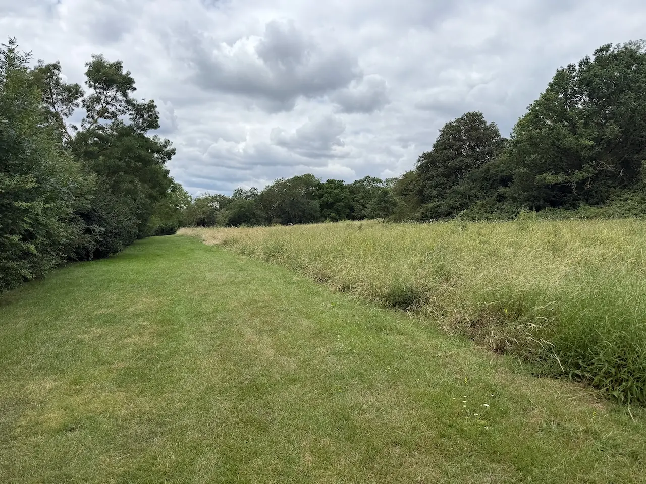 Open grassland