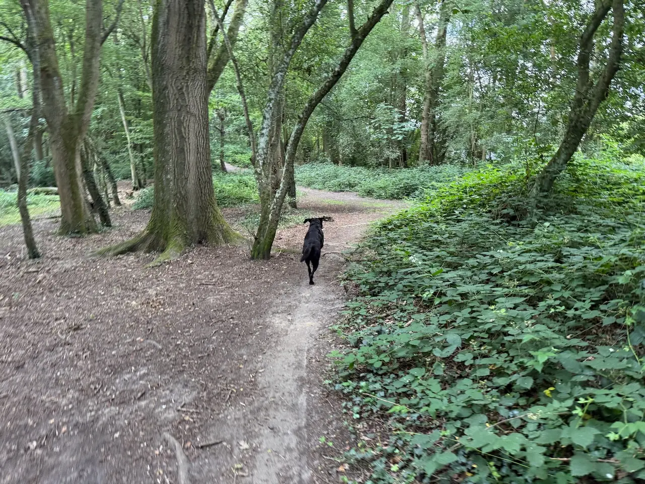 Poppy exploring the woodland