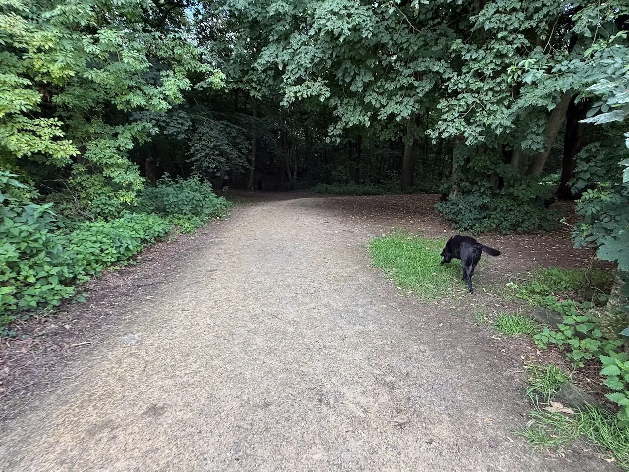 Woodland entrance from the car park