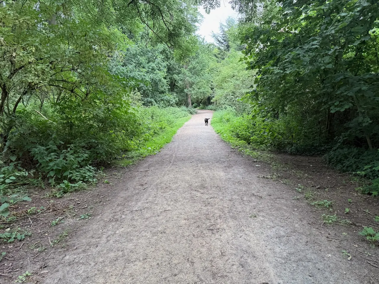Woodland path